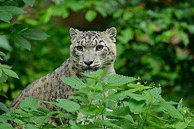 《生化奇兵》大老爹设计起源：灵感来自《网络奇兵2》